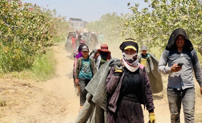 Fiyatı yüzde 500 artan fıstığın üreticisinden baklavacılara çağrı