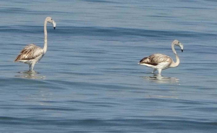 Flamingoların yeni durağı İskele sahili oldu