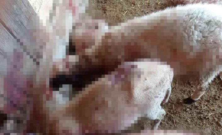 Gece ağıla giren kurt, 8 kuzuyu telef etti