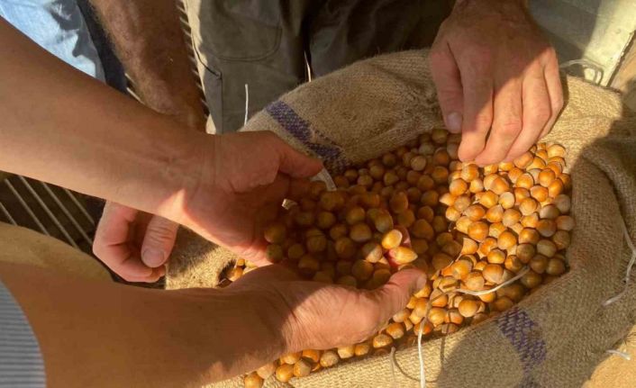 Giresun’da fındık fiyatını randıman belirliyor
