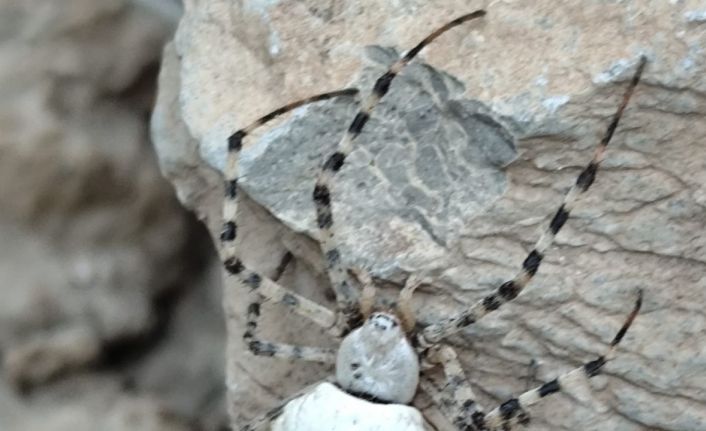 Hakkari’de dünyanın en zehirli örümcek türlerinden biri görüldü