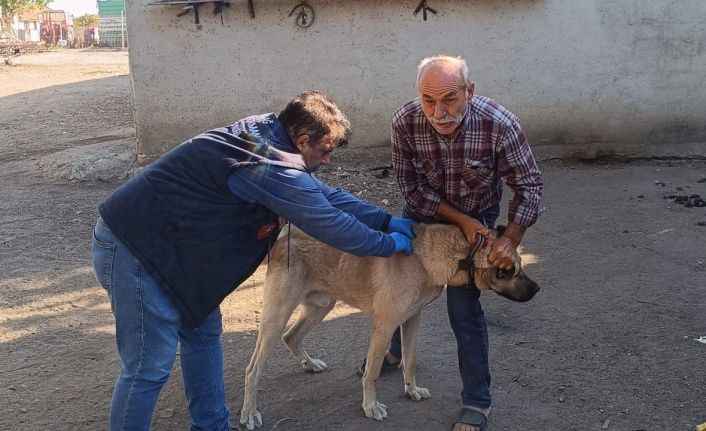 Hayrabolu’da kedi ve köpekler kimliklendiriliyor