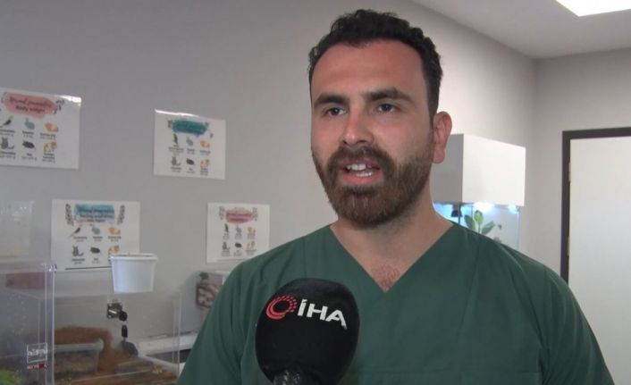 İstanbul’da aşırı meyveden rahatsızlanan 200 kiloluk ayı, tomografi cihazına sokuldu, tedavi edildi