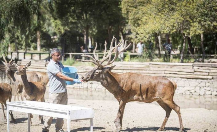 İyileşen kızıl geyik yeni yuvasında