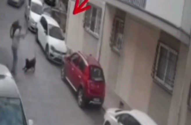 İzmir’de köpeğe kemerli şiddet