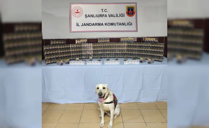 Jandarma bin 320 paket kaçak sigara ele geçirdi