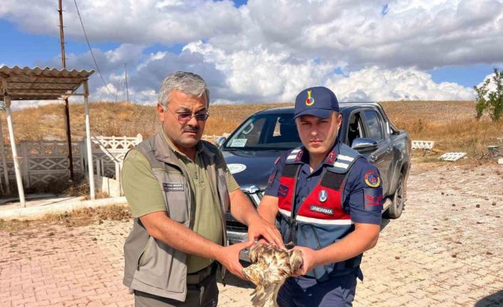 Jandarma’nın dikkati yardıma muhtaç olan şahini kurtardı