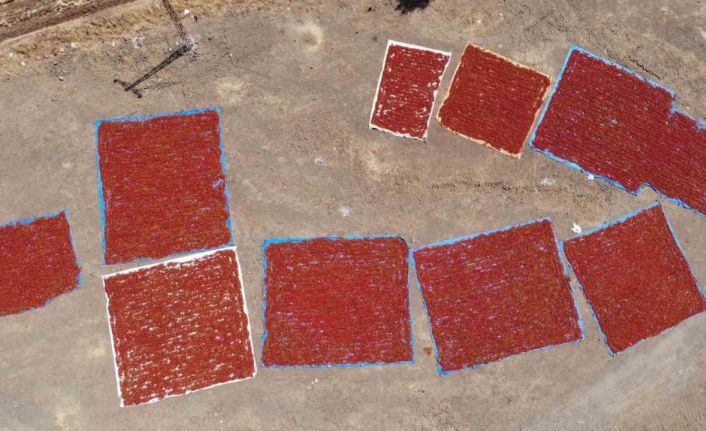 Kahramanmaraş’ta coğrafi işaretli biberde hasat başladı