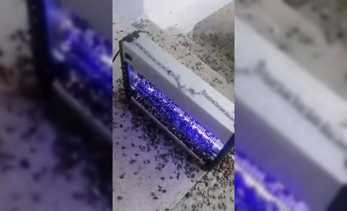 Kahverengi kokarcaya ultraviyole çözüm