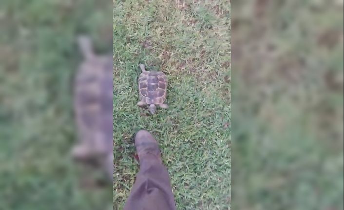 Kaplumbağa ve bahçıvanın dostluğu kıskandırdı