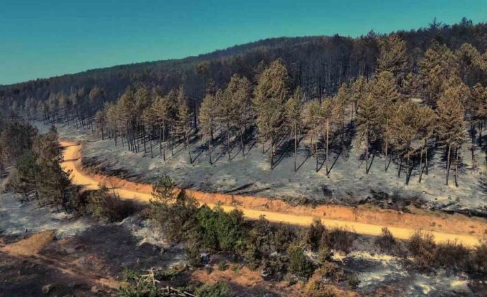 Karabük’teki orman yangınında geriye acı manzara kaldı