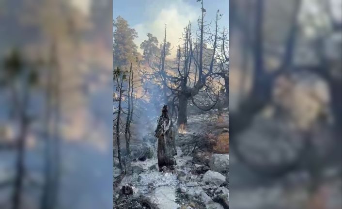 Karaman’da çıkan örtü yangını ağaçlık alana sıçradı