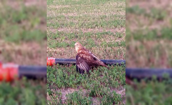 Karapınar’da yaralı halde bulunan Kızıl Şahin koruma altına alındı