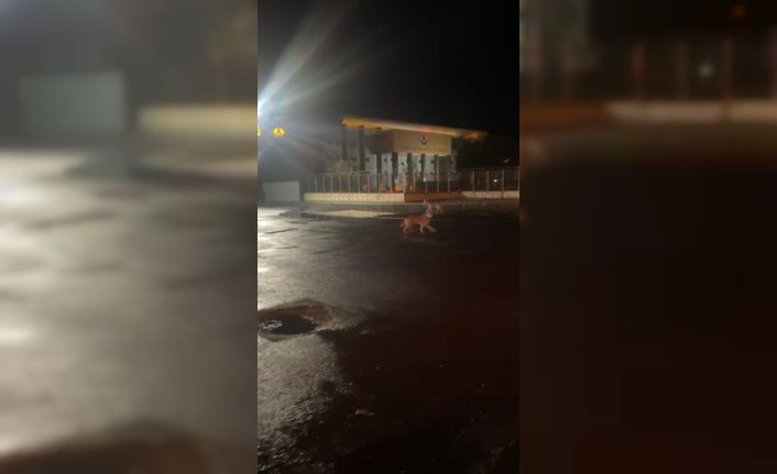 Kars’ta kurtlar şehir merkezine indi