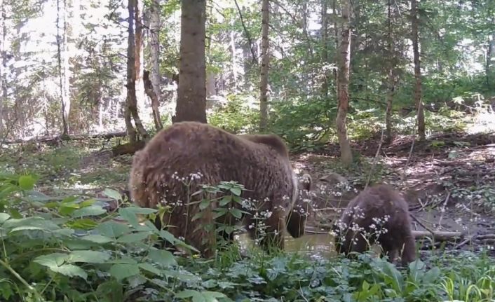 Kastamonu’da anne ayı ve yavrusu, su içerken fotokapana yakalandı