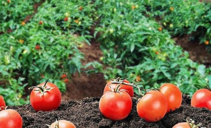 Kendi hammaddesini üretecek