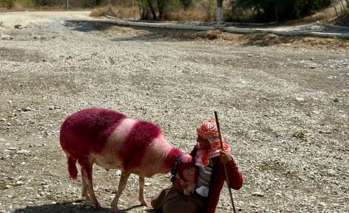 Kınalı koyunlar suya değil, kurumuş toprağa atladı