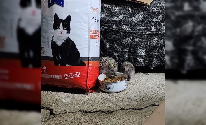 Kirpi ailesi kedilere bırakılan mamaya ortak oldu
