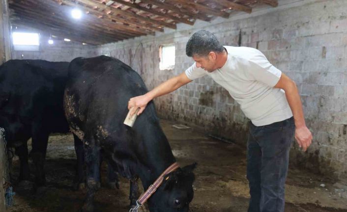 ‘ Kırsalda Bereket Hayvancılığa Destek’ projesi ilk meyvesini verdi