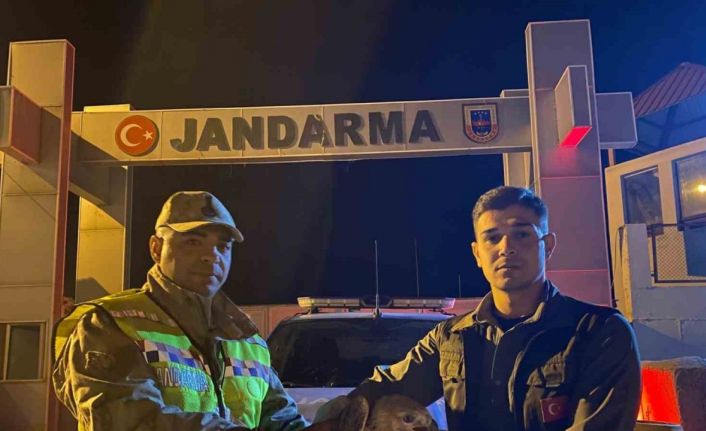 Kızıl şahin emin ellerde