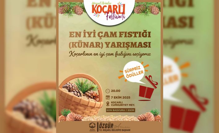 Koçarlı’da çam fıstığının en iyisi seçilecek