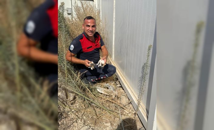 Konteynerin altında mahsur kalan kedileri itfaiye kurtardı