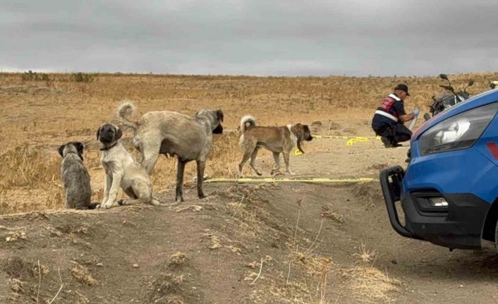 Köpeği öldürülen sahibinin yanından ayrılmadı