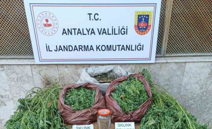 Korkuteli’nde 11,5 kilo skunk ele geçirildi