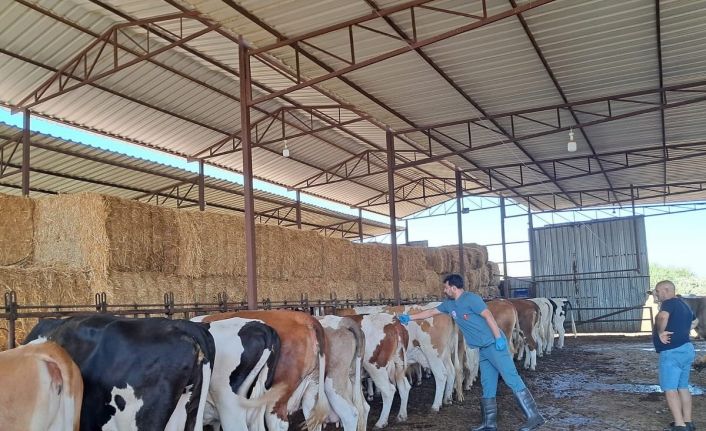 Köşk’te şap aşılaması başladı