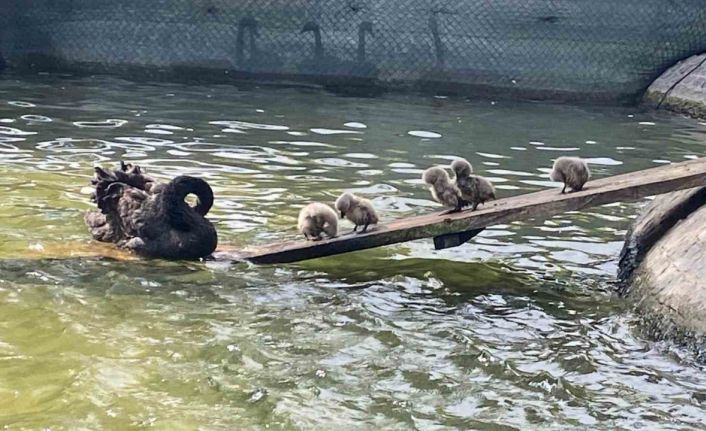 Kuğulu Park’ın 5 yavru kuğusu ziyaretçilerin gözdesi oldu