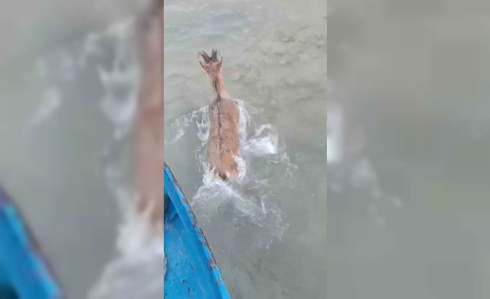 Kurtlardan kaçarken göle düşen dağ keçisini balıkçılar kurtardı