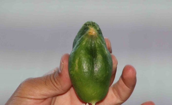 Kuş cennetinde ‘salatalık’ da kuşa benzedi