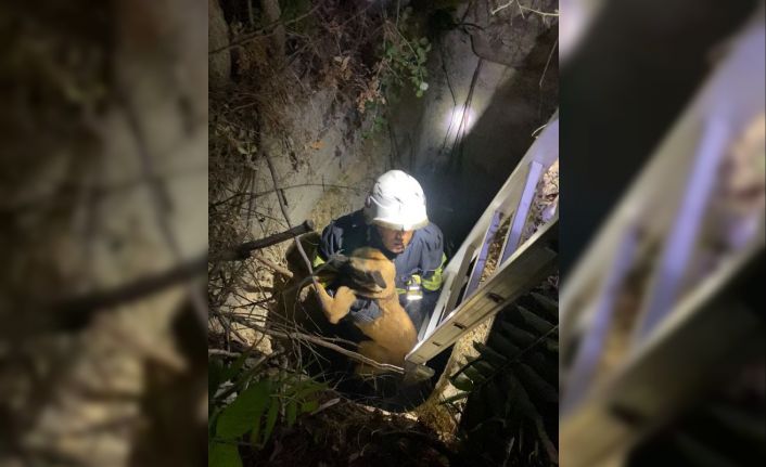 Kuyuya düşen köpeği itfaiye kurtardı