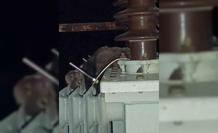 Mahalledeki elektrik kesintisinin sebebi sansar çıktı