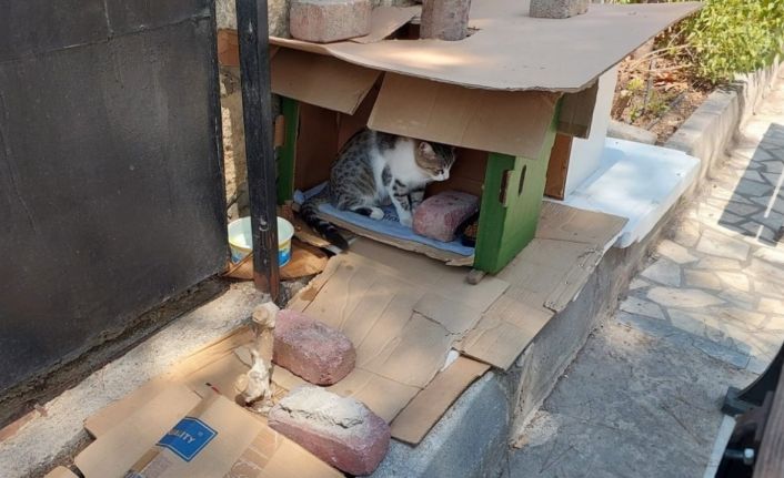 Mahalleli ve cami cemaatinin baktığı kedilerin evlerini çöpe attılar