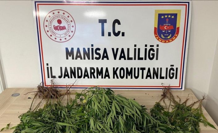 Manisa’da bahçesine kenevir eken kişi tutuklandı