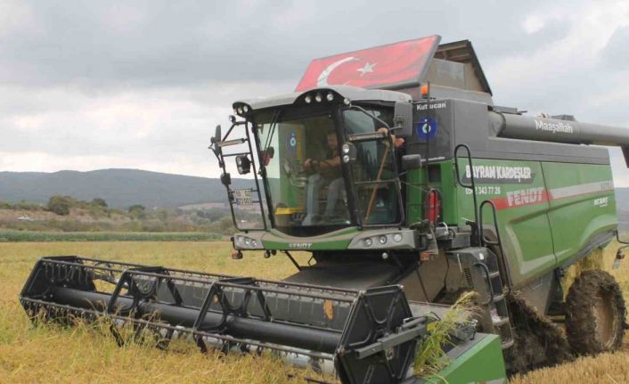 Manyas Ovası’nda çeltik hasadı başladı