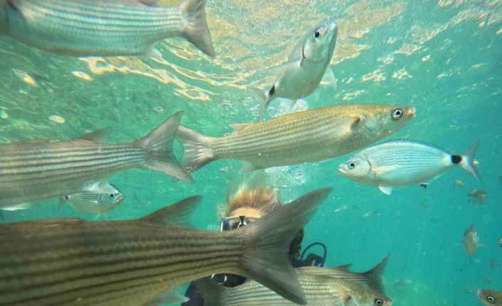 Marmaris’te dalış turizmine yoğun ilgi