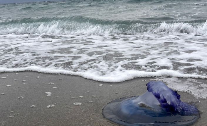 Mavi denizanaları sahile vurdu, görenler şaşırdı