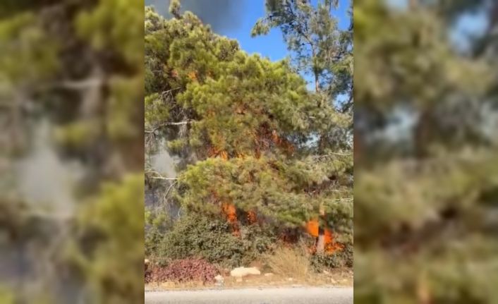 Mersin Erdemli’de orman yangını büyümeden söndürüldü