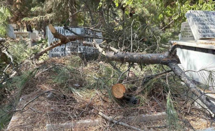 Mezarlıkta budanan ağaçlar kabirlere zarar verdi