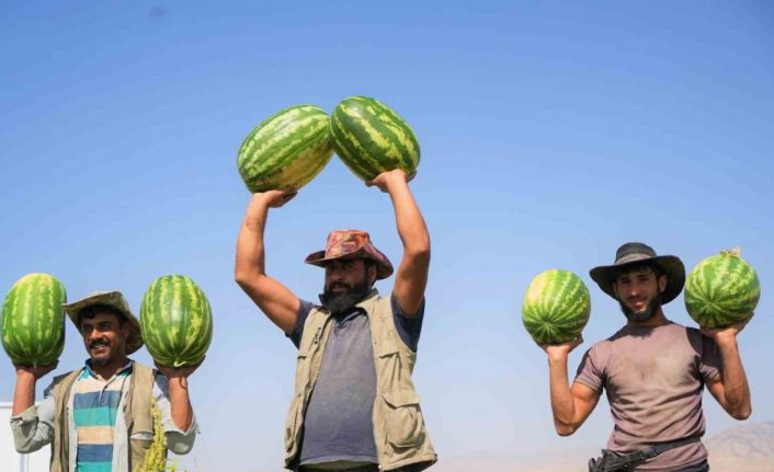Muş’ta karpuz hasadından 2 milyar liralık gelir bekleniyor