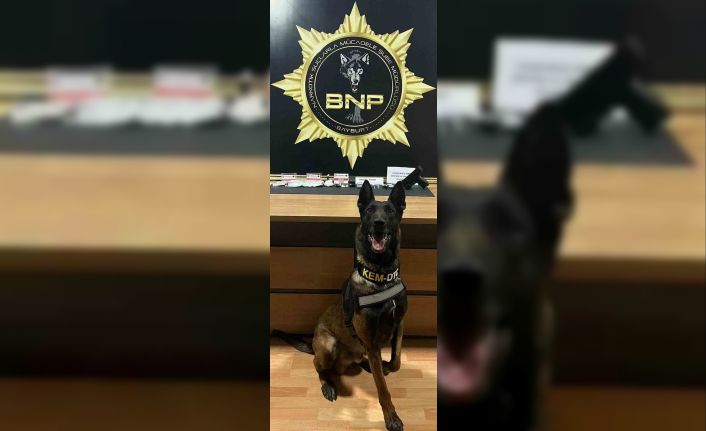 Narkotik köpeği ‘Pablo’ Bayburt’ta uyuşturucu tacirlerine geçit vermiyor