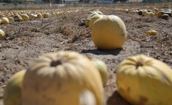 Nevşehir’de kabak çekirdeği hasadı başladı