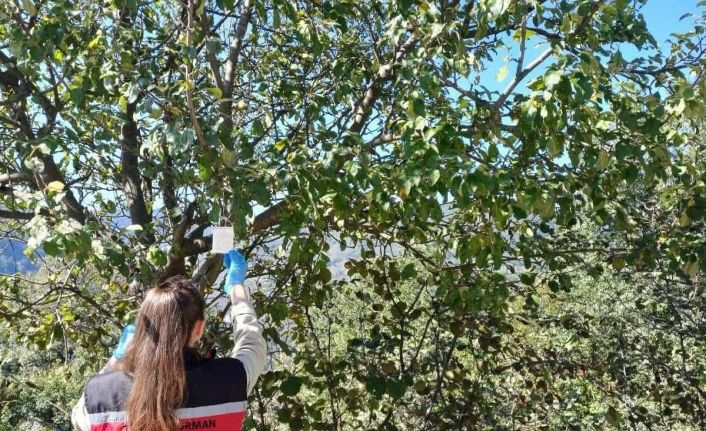 Ordu’da kahverengi kokarca ile mücadele çalışmaları sürüyor