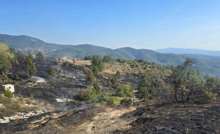 Ormanda piknik keyfi, faciaya sebep oluyordu...