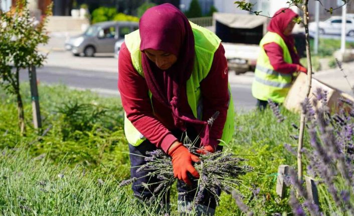 (ÖZEL) Bilecik’te göz kamaştıran lavantalar hasat edilmeye başlandı