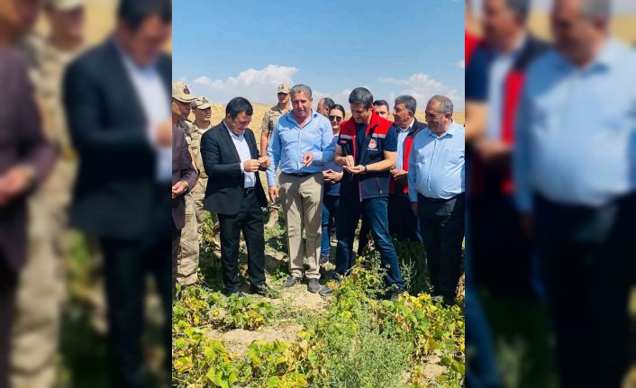 Patnos’ta fasulye hasadı başladı