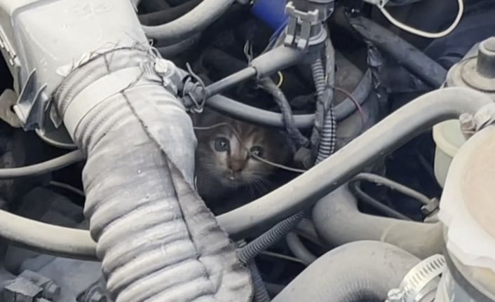 Polis ve itfaiyenin kedi kurtarma operasyonu