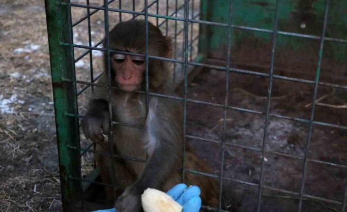 Sahibinin tokatladığı maymun koruma altına alındı